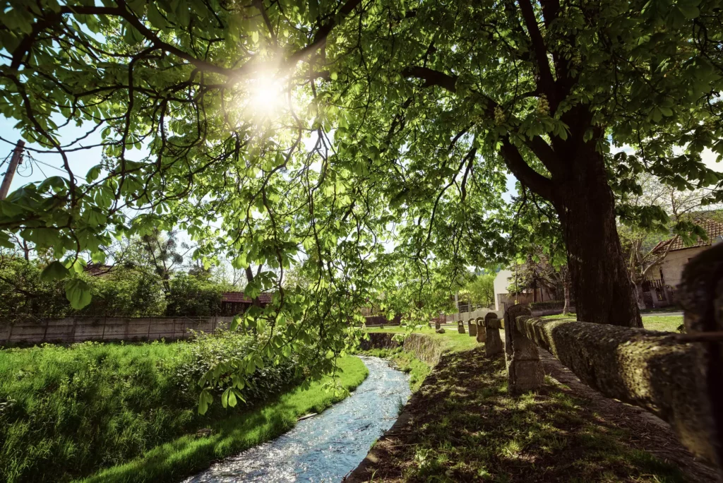 Soleil filtrant à travers un grand arbre au-dessus d'un ruisseau bordé d'une clôture en pierre dans un jardin paisible.