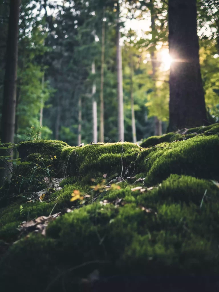 Sunlight falling through trees onto moss-covered forest floor in the Black Forest near Maison Talmühle Resort Spa