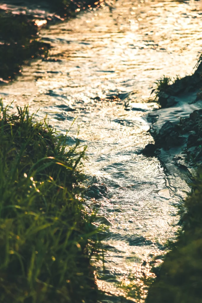 Bachlauf im Sonnenlicht mit grünen Gräsern am Ufer im Schwarzwald für Wellness und Resort Atmosphäre