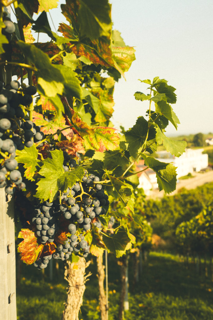 Reife blaue Weintrauben hängen an einem Weinstock im Sonnenlicht mit Blick auf Weinberg und Gebäude im Schwarzwald.